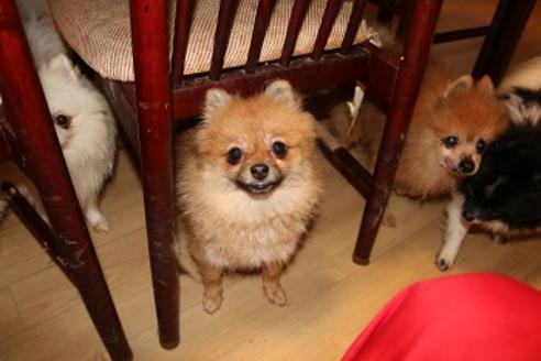 販売中のポメラニアンの親犬